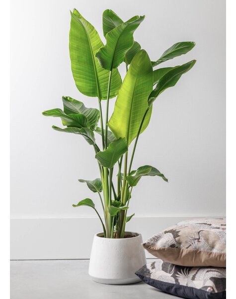 leuke kamerplanten