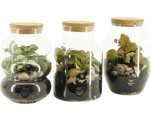 planten terrarium kopen