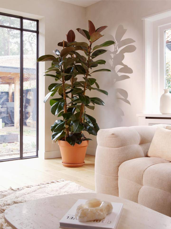 populaire planten