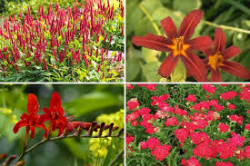 rode vaste planten