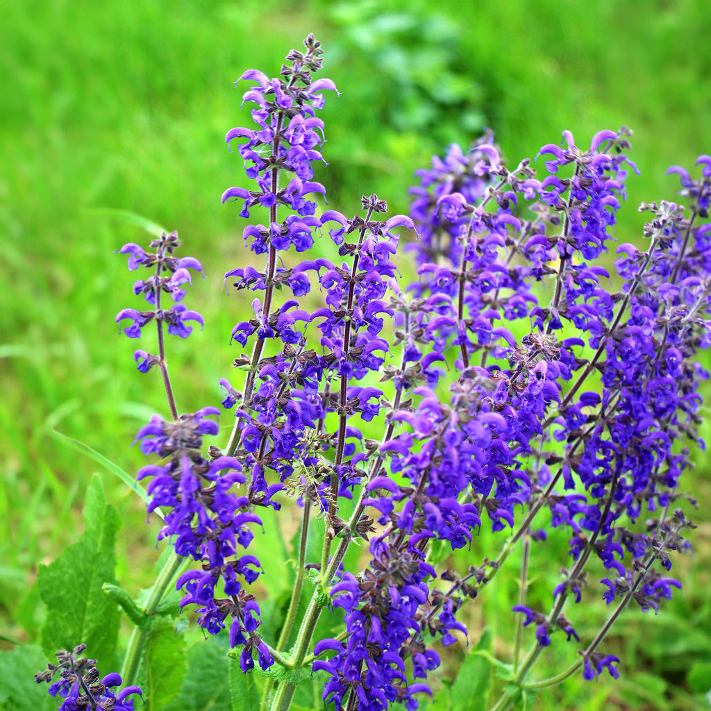 salie plant kopen