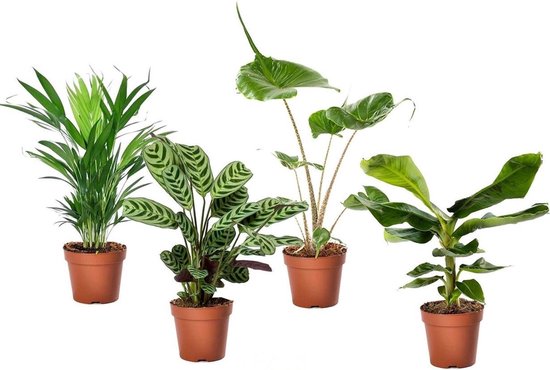 tropische planten binnen