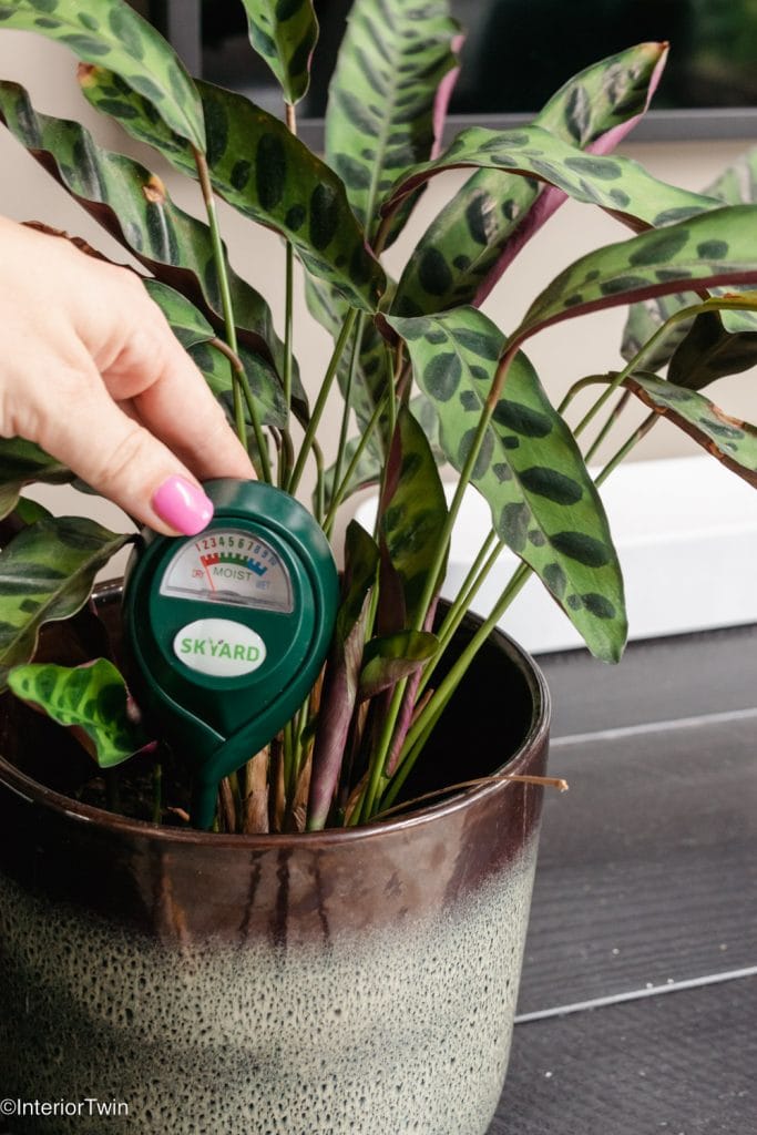 vochtmeter plant