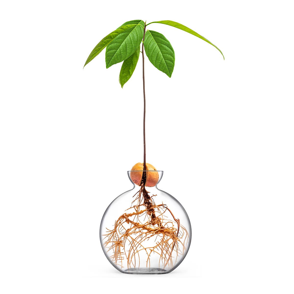 avocado plant kopen