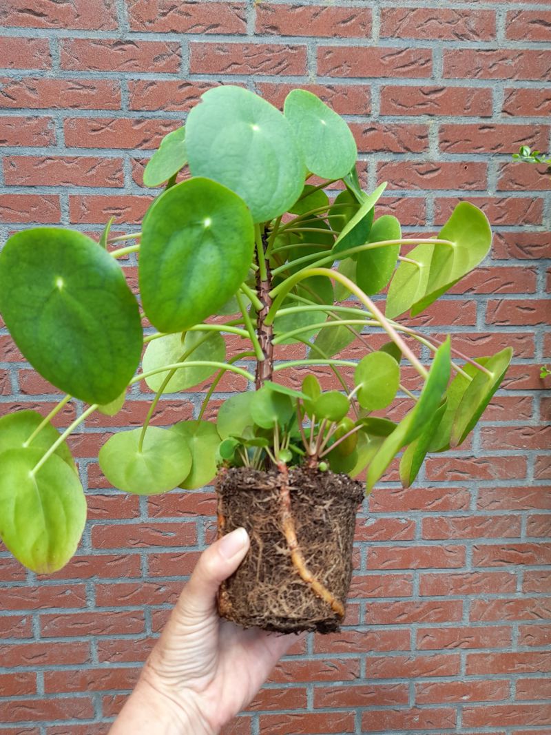 baby plantjes