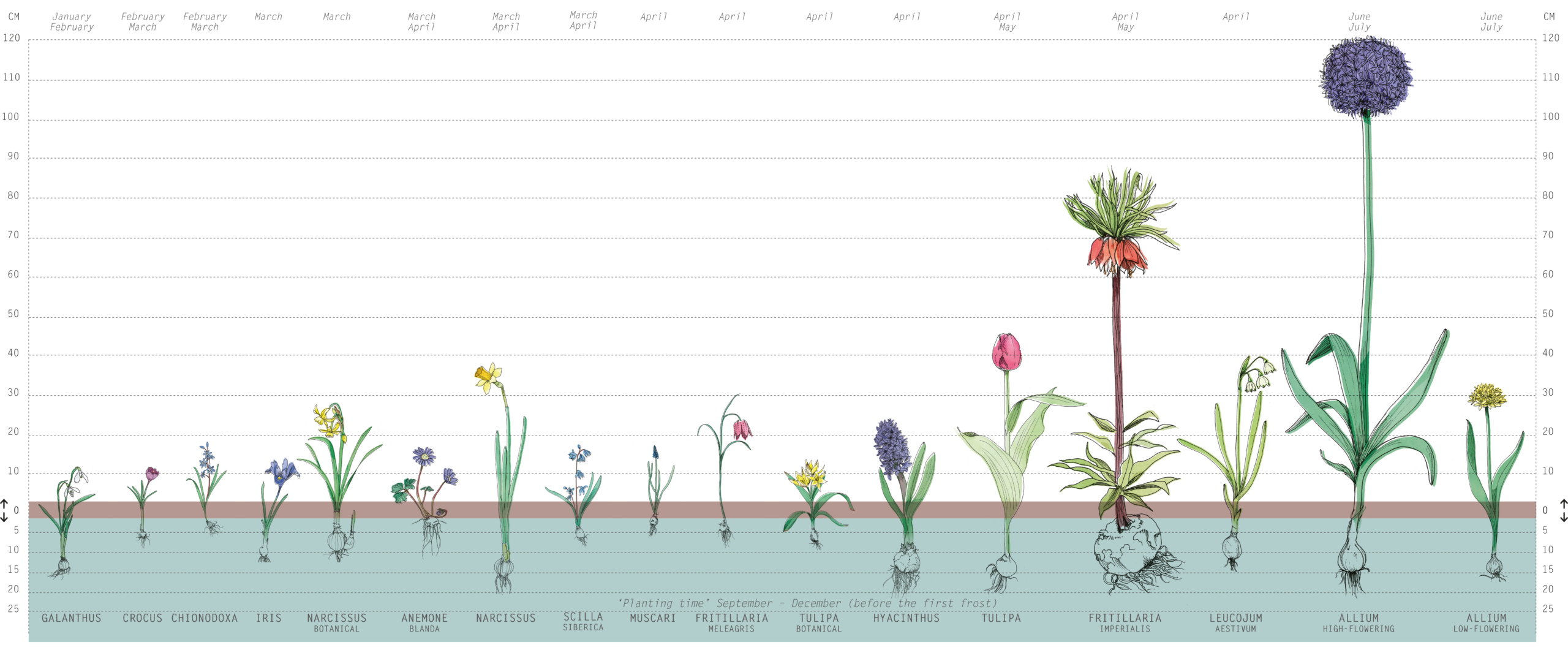 bol planten