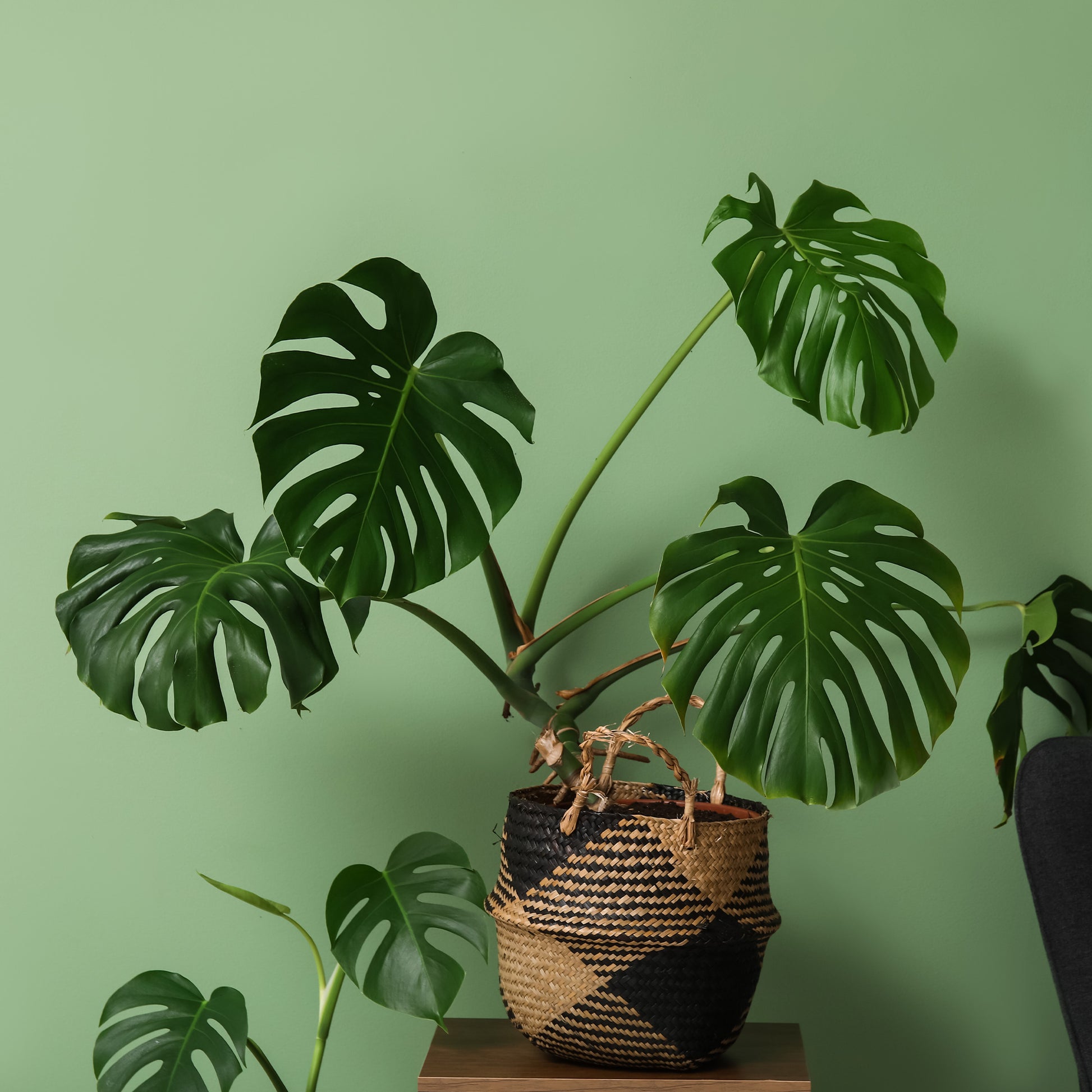 gaten plant