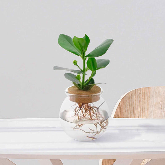 hydroponie planten kopen