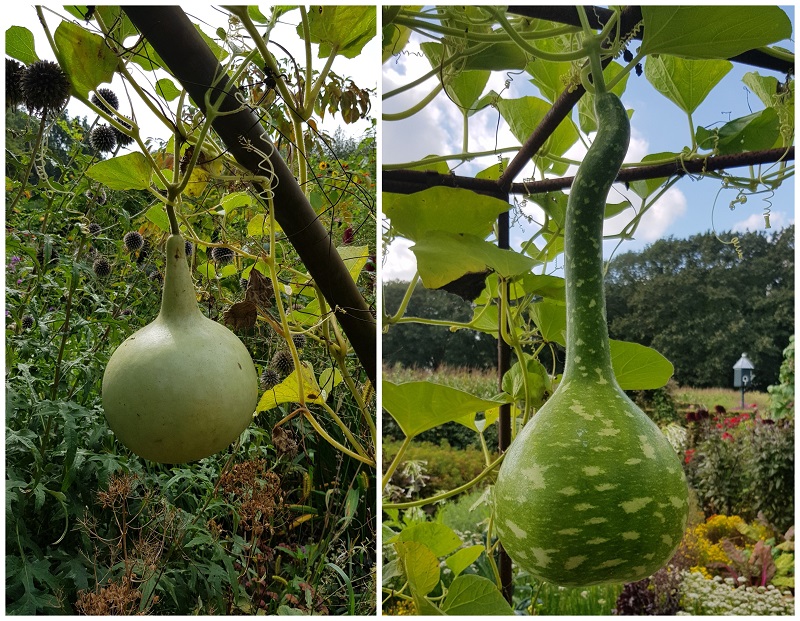 kalebas plant