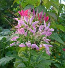 kattensnor plant