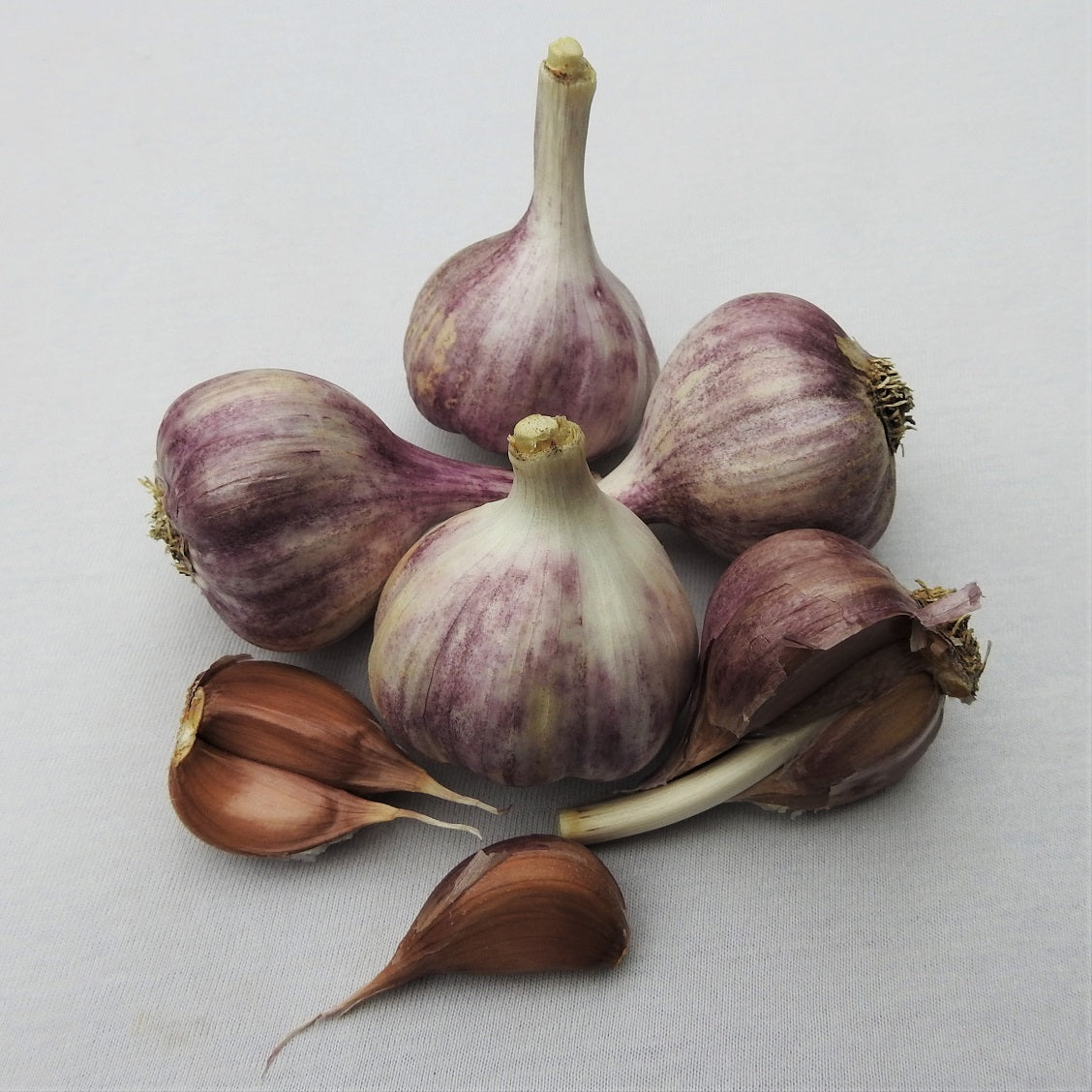 knoflook planten kopen