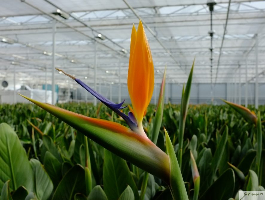 paradijs plant