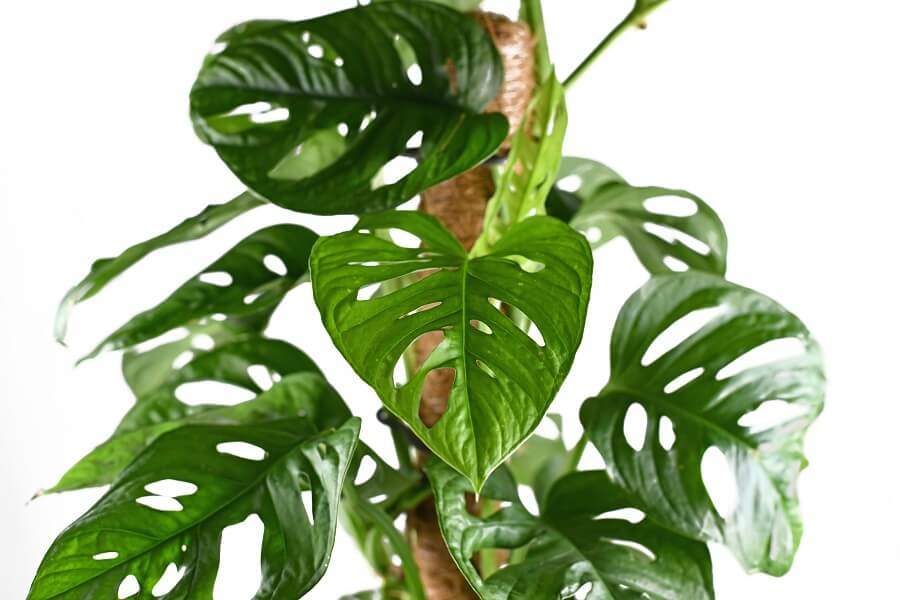 plant met gaten