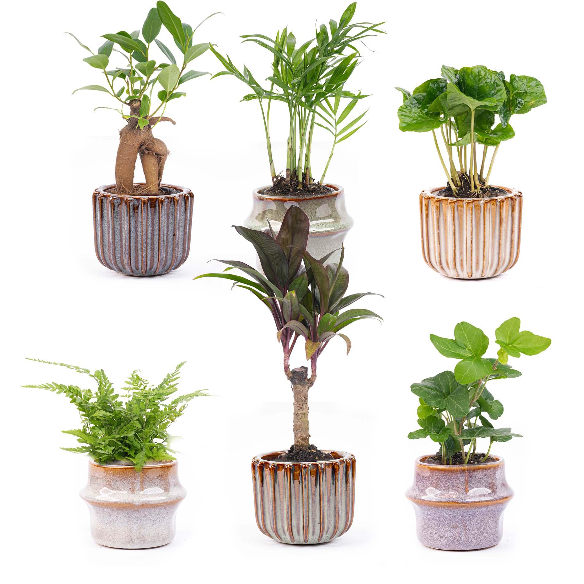 plant met gevlochten stam