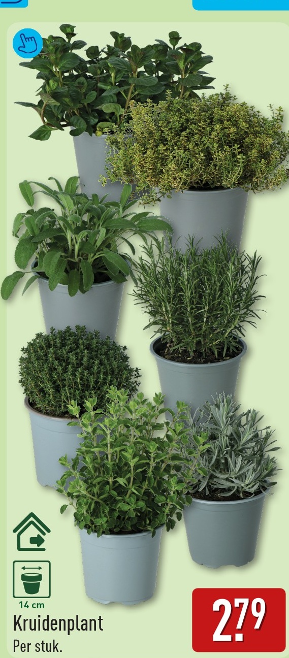 planten aldi