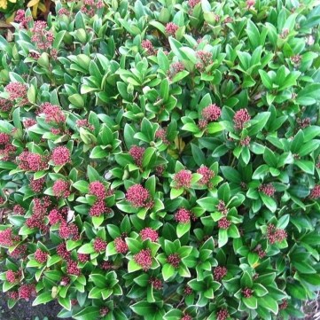 planten in de schaduw