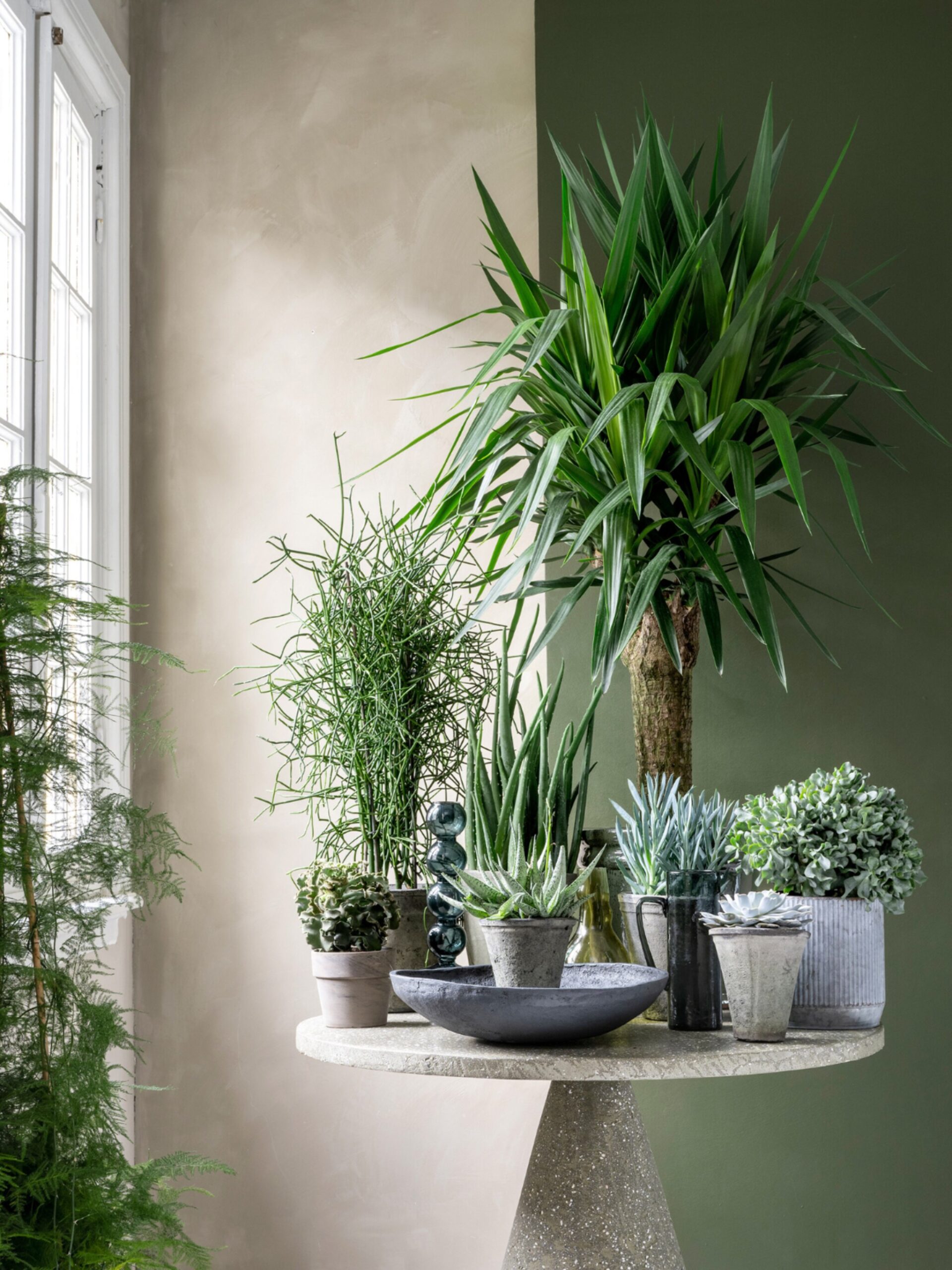planten kamer