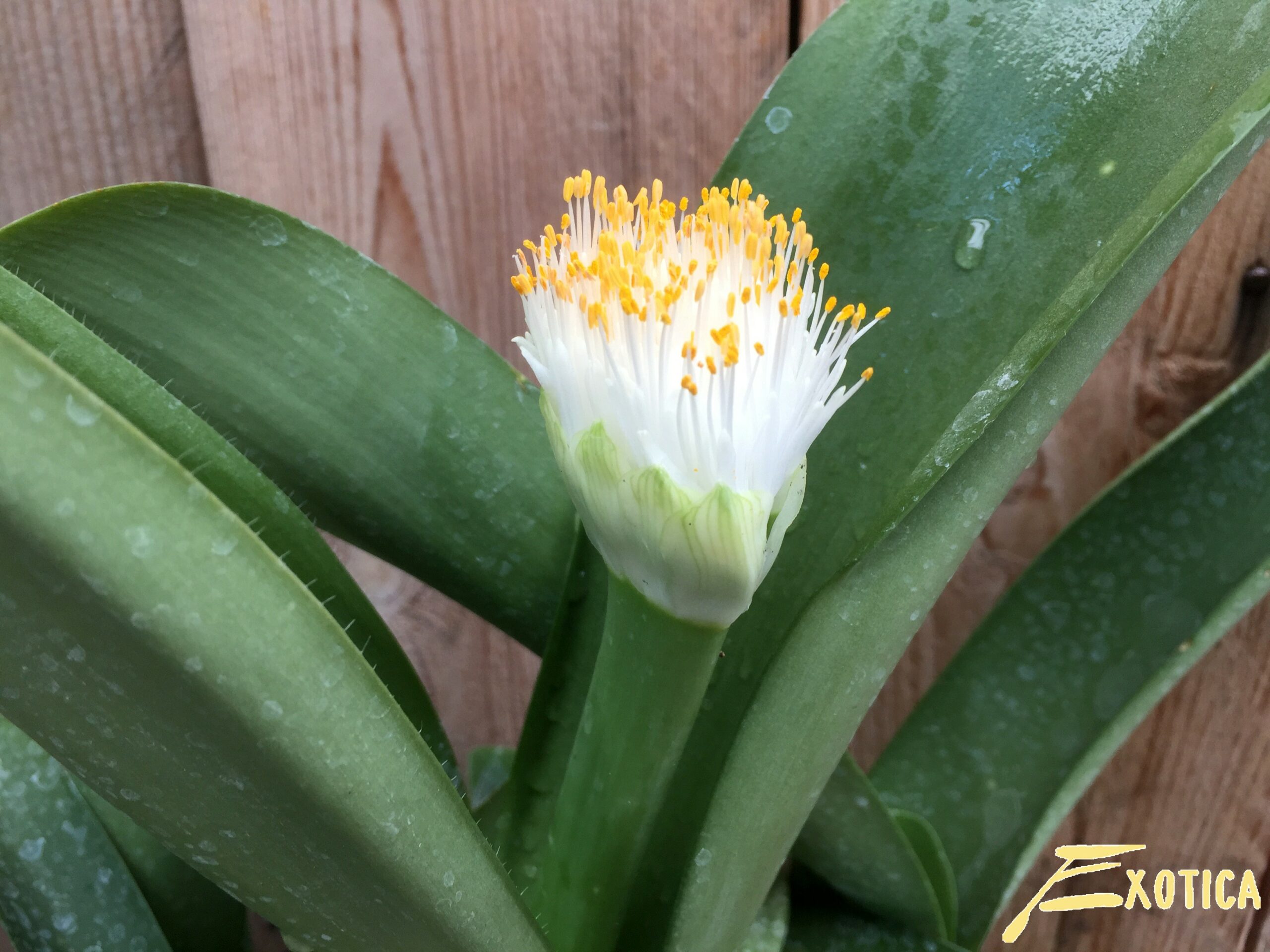 poederkwast plant
