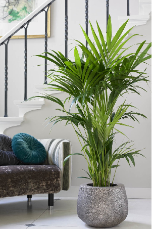 binnenplanten kopen
