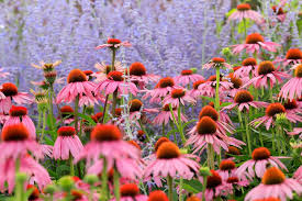 bloeiende vaste planten per maand