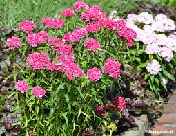 duizendschoon planten