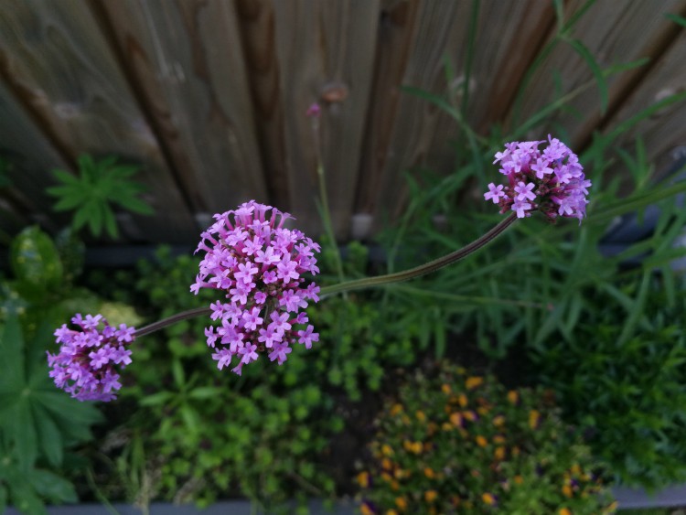 hoge smalle plant