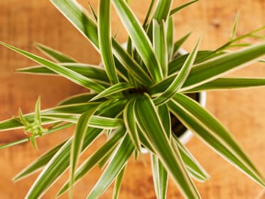 kantoor planten