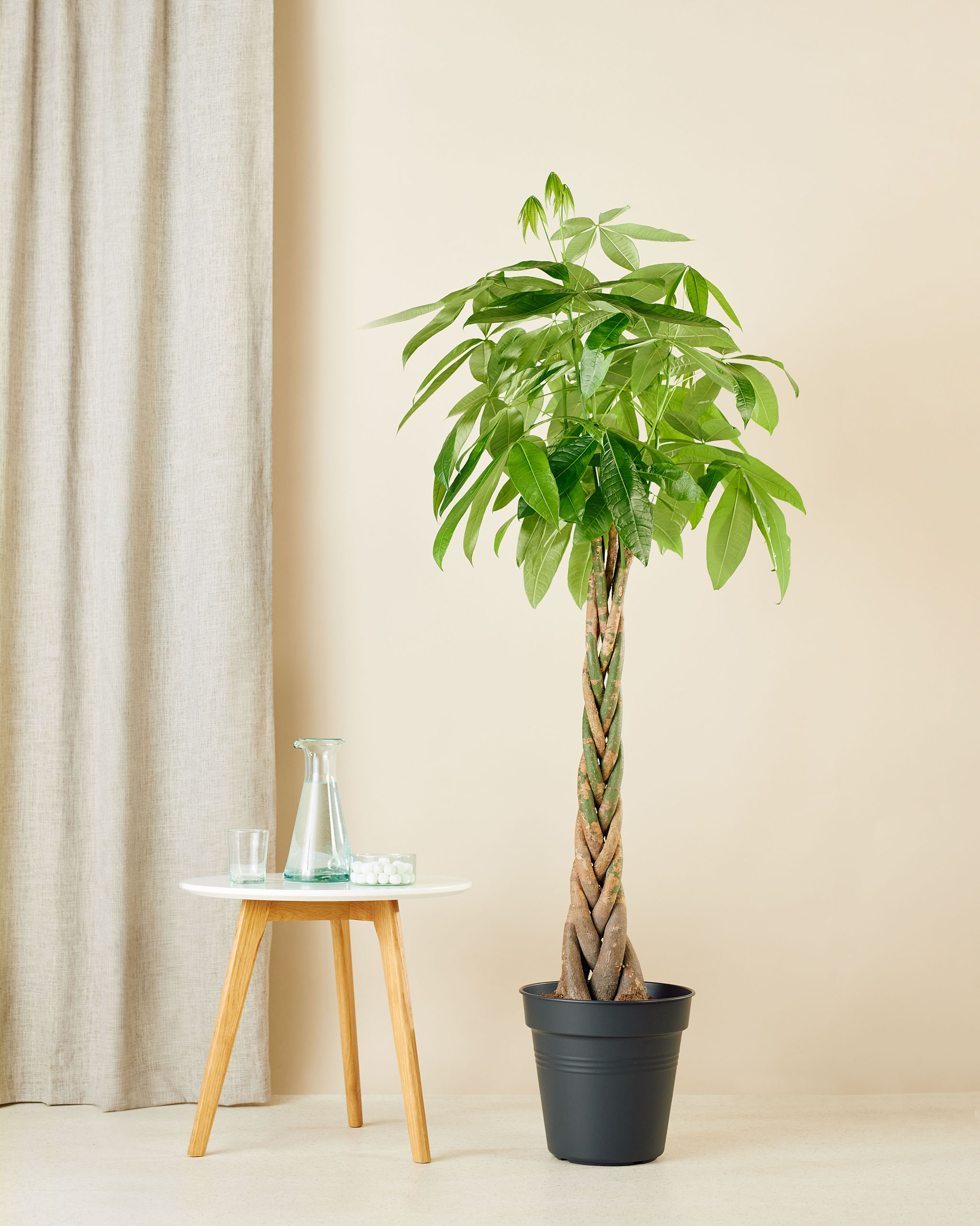 plant gevlochten stam