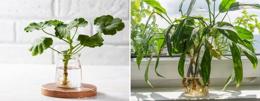 plant in glazen vaas