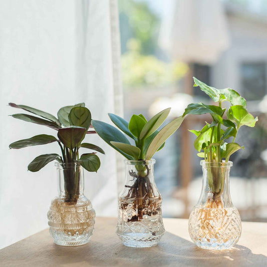 plant in pot binnen