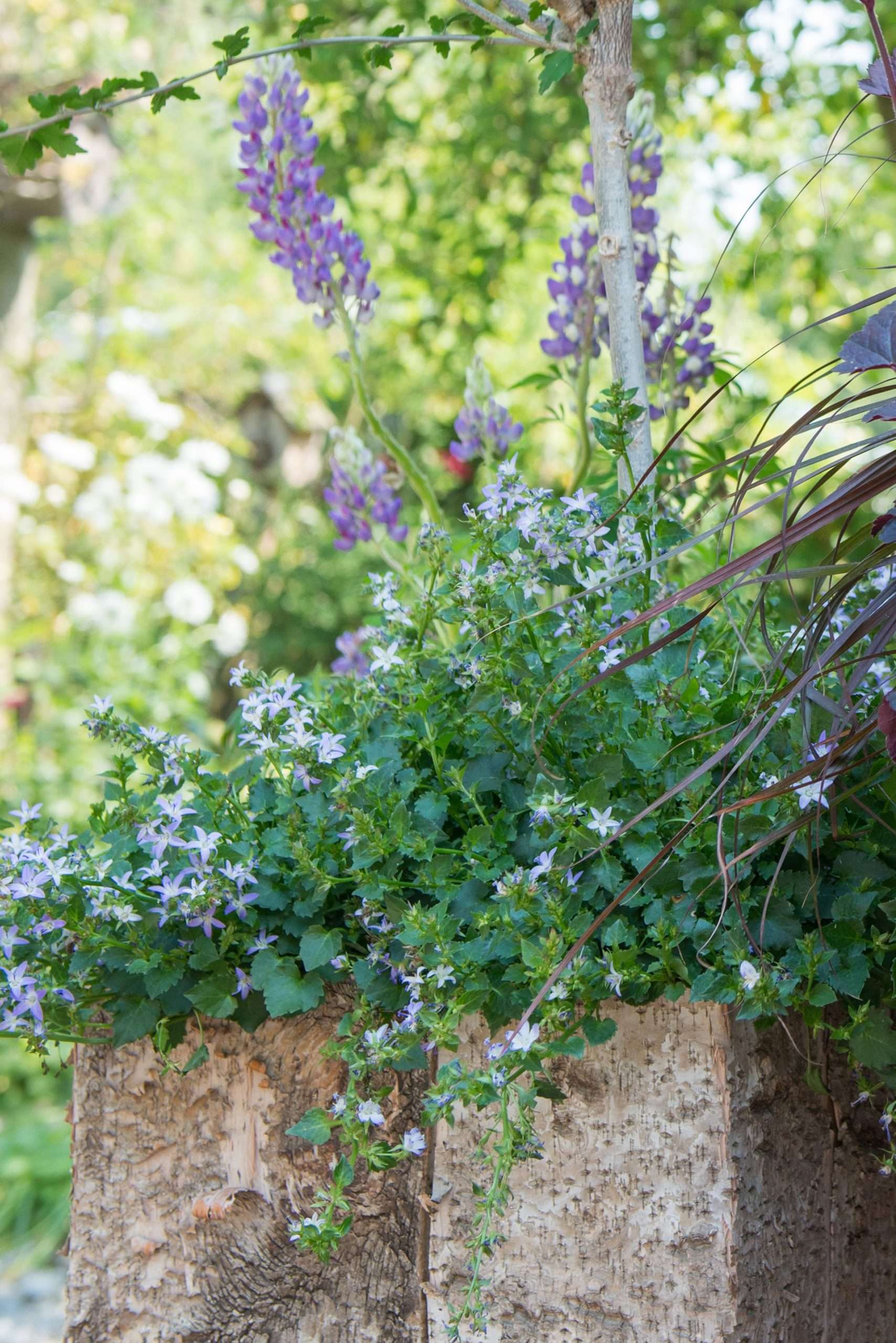 plant in pot buiten