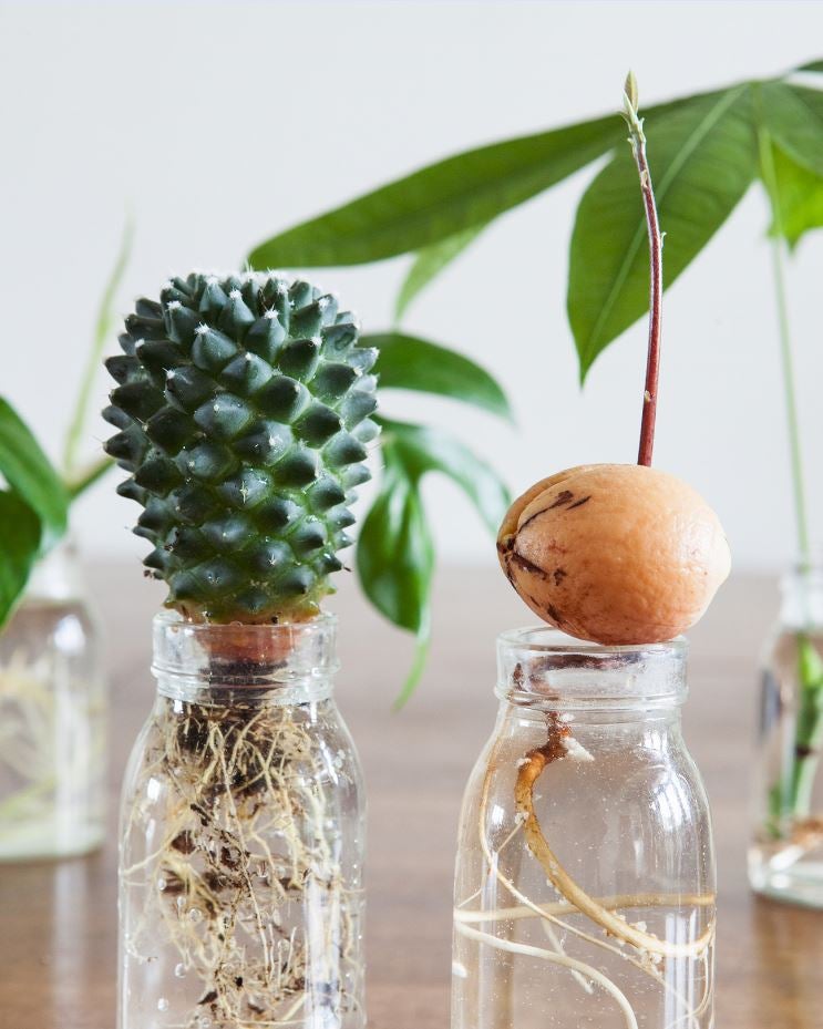 plant in vaas