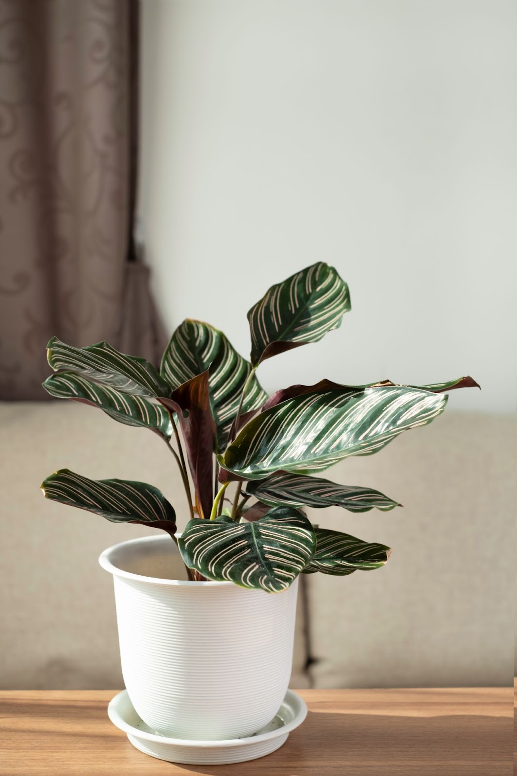 plant schaduw binnen