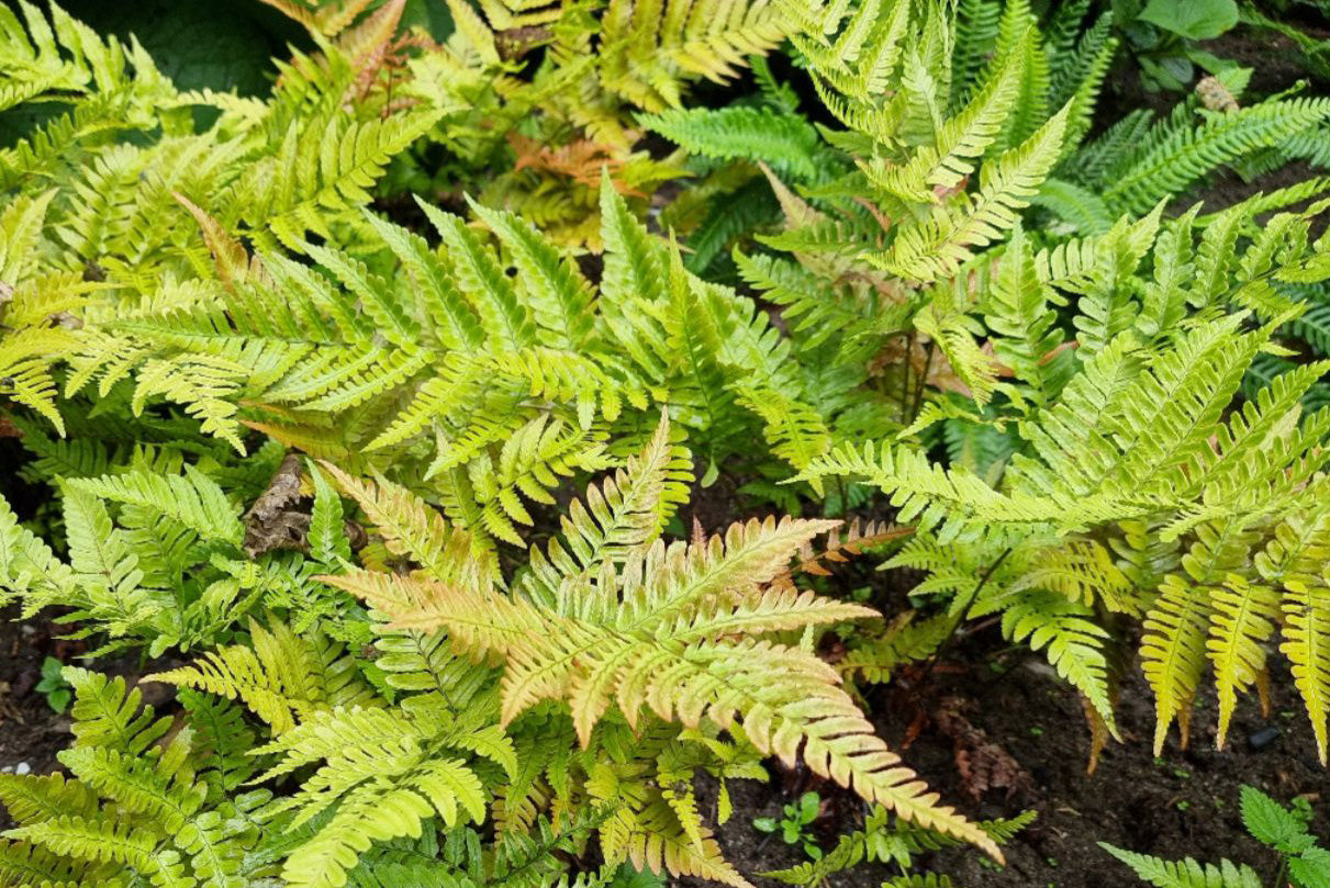 plant varen