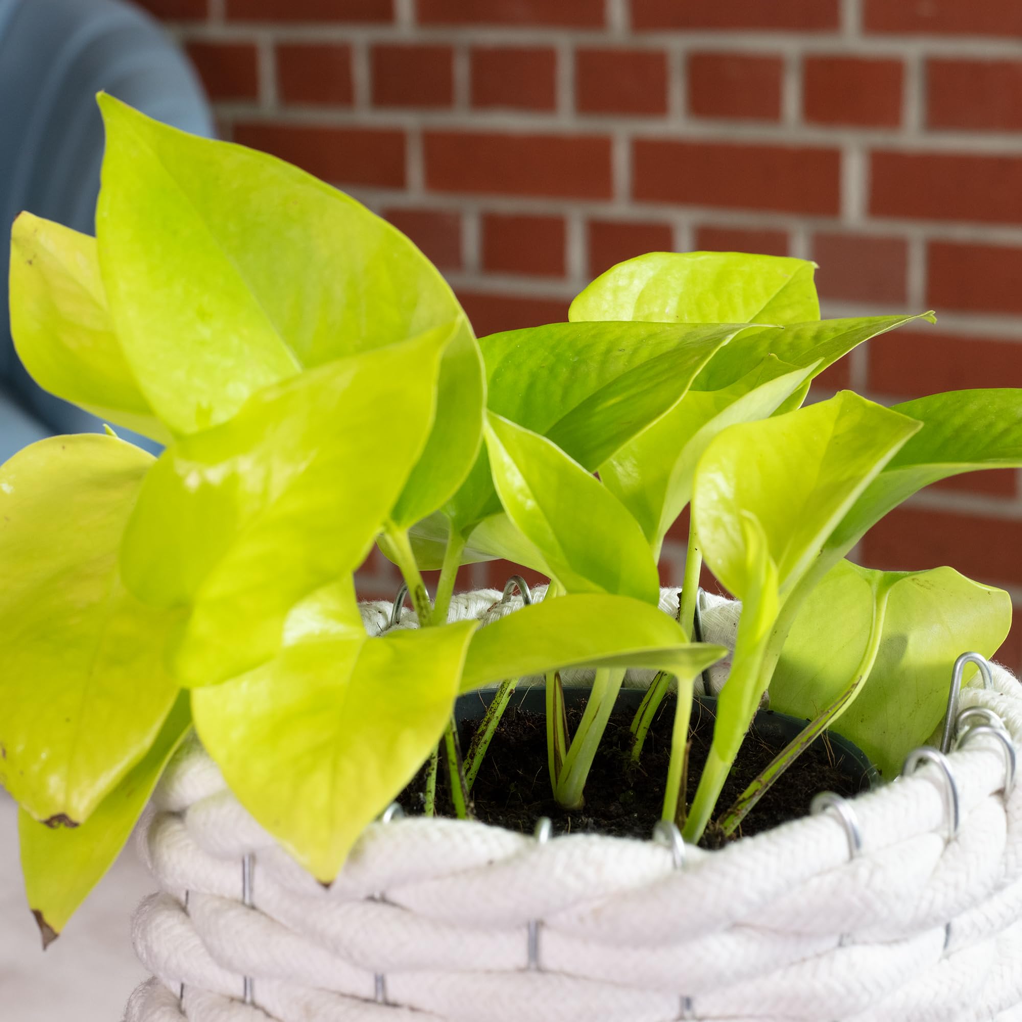 pothos plant kopen
