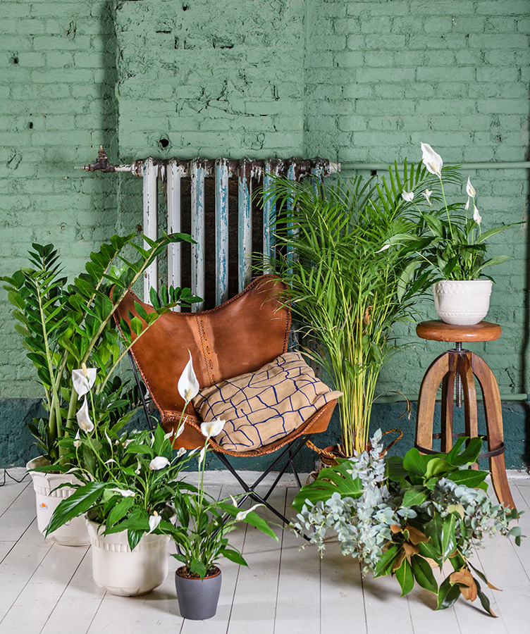 urban jungle planten