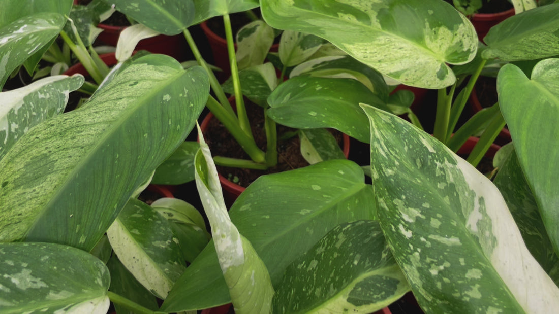 zeldzame planten