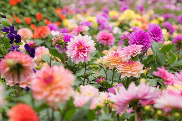 zomerbollen planten