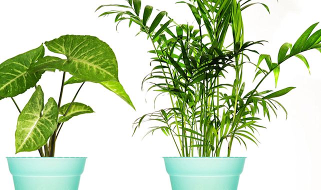 zuiverende planten