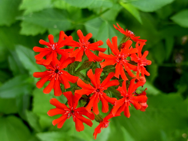 brandende liefde plant
