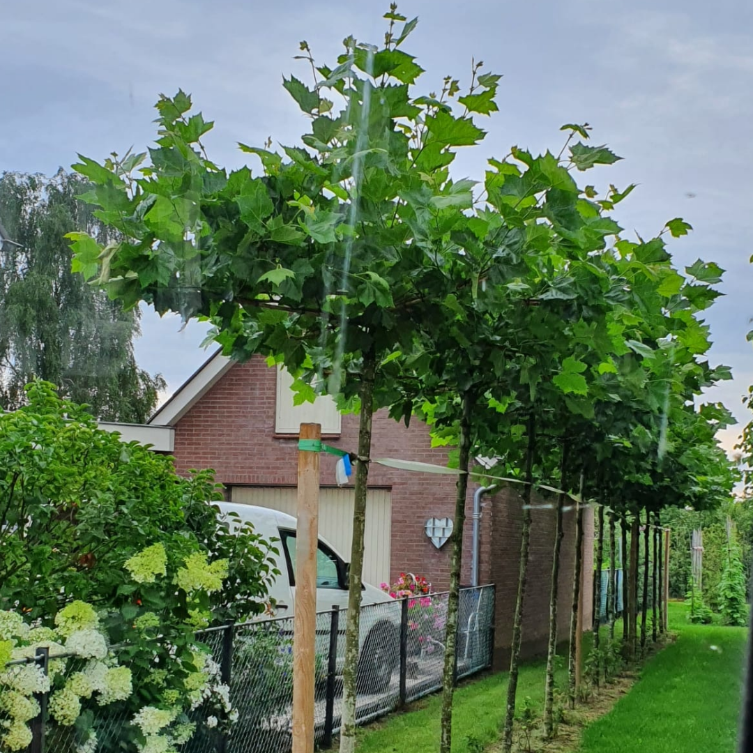 dakplataan planten