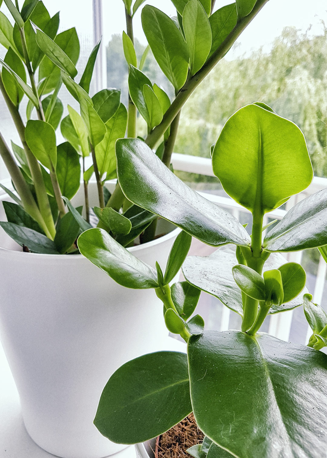 katten plant