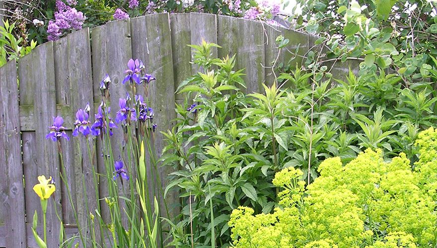 schutting planten