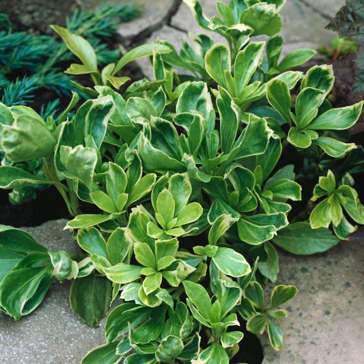 variegata planten
