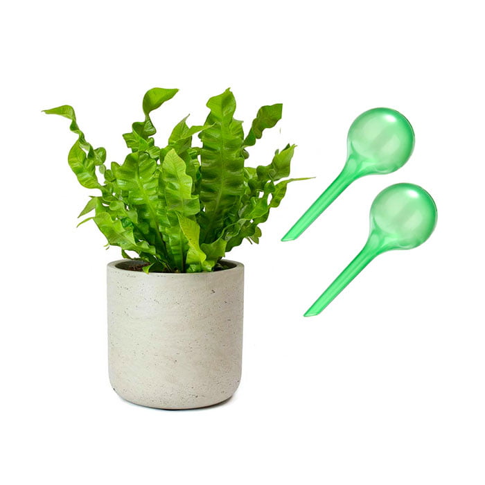 waterbol plant