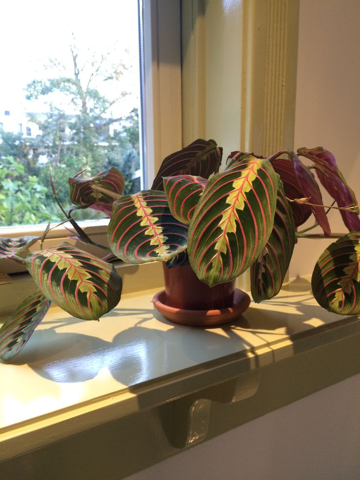 10 geboden plant
