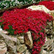 bakker bloemen en planten