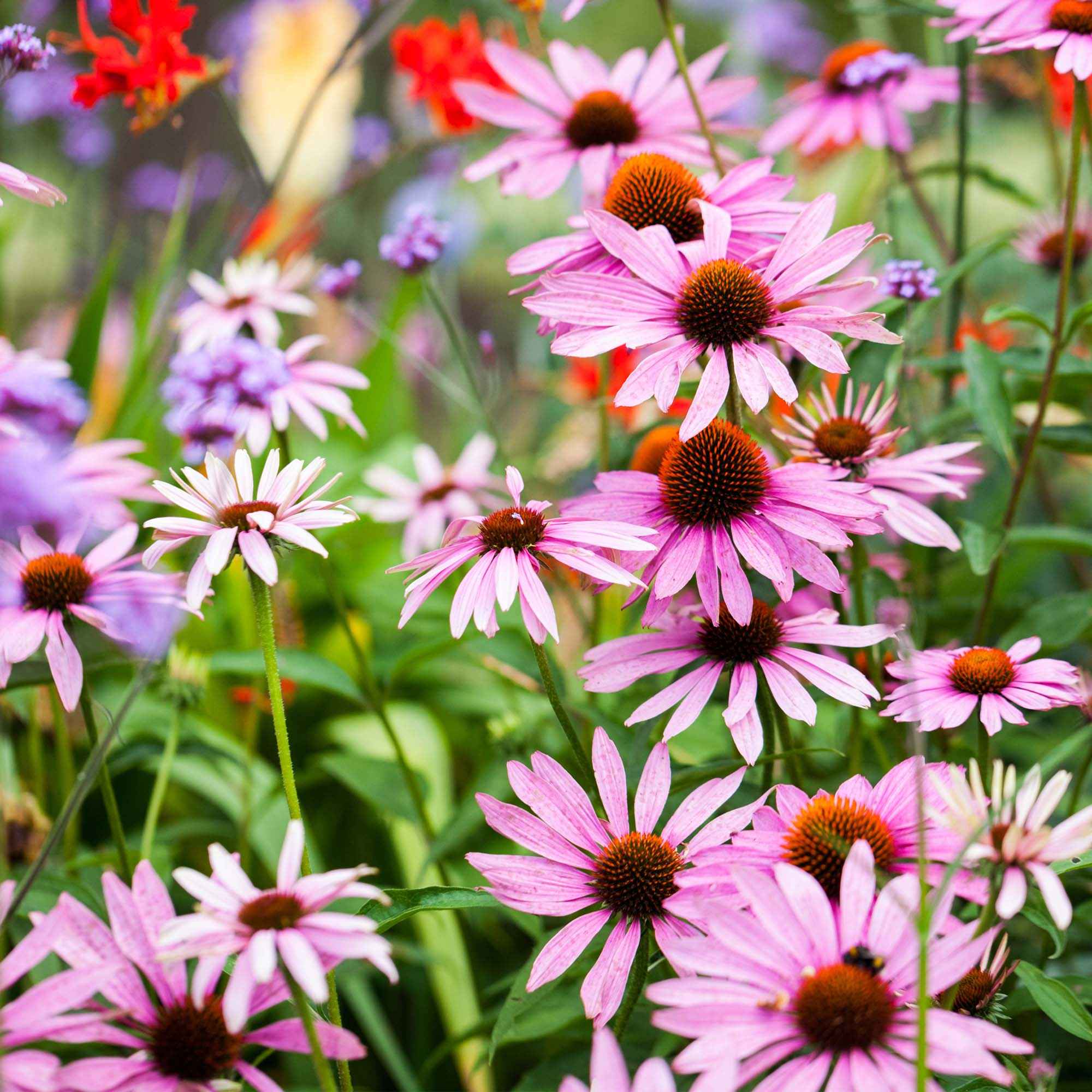 bakker planten online