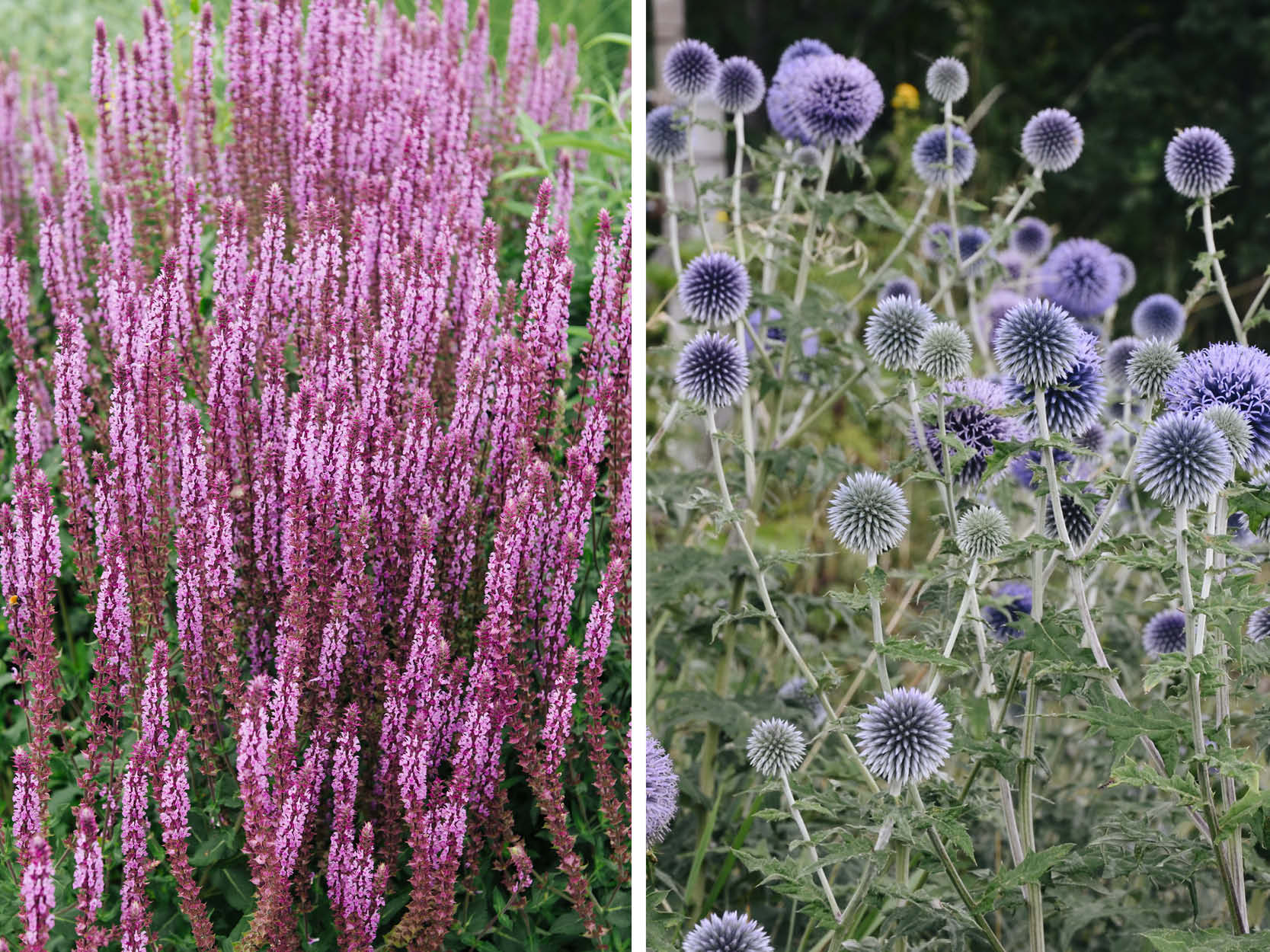droogtebestendige planten