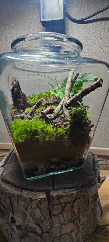 ecosysteem plant bestellen
